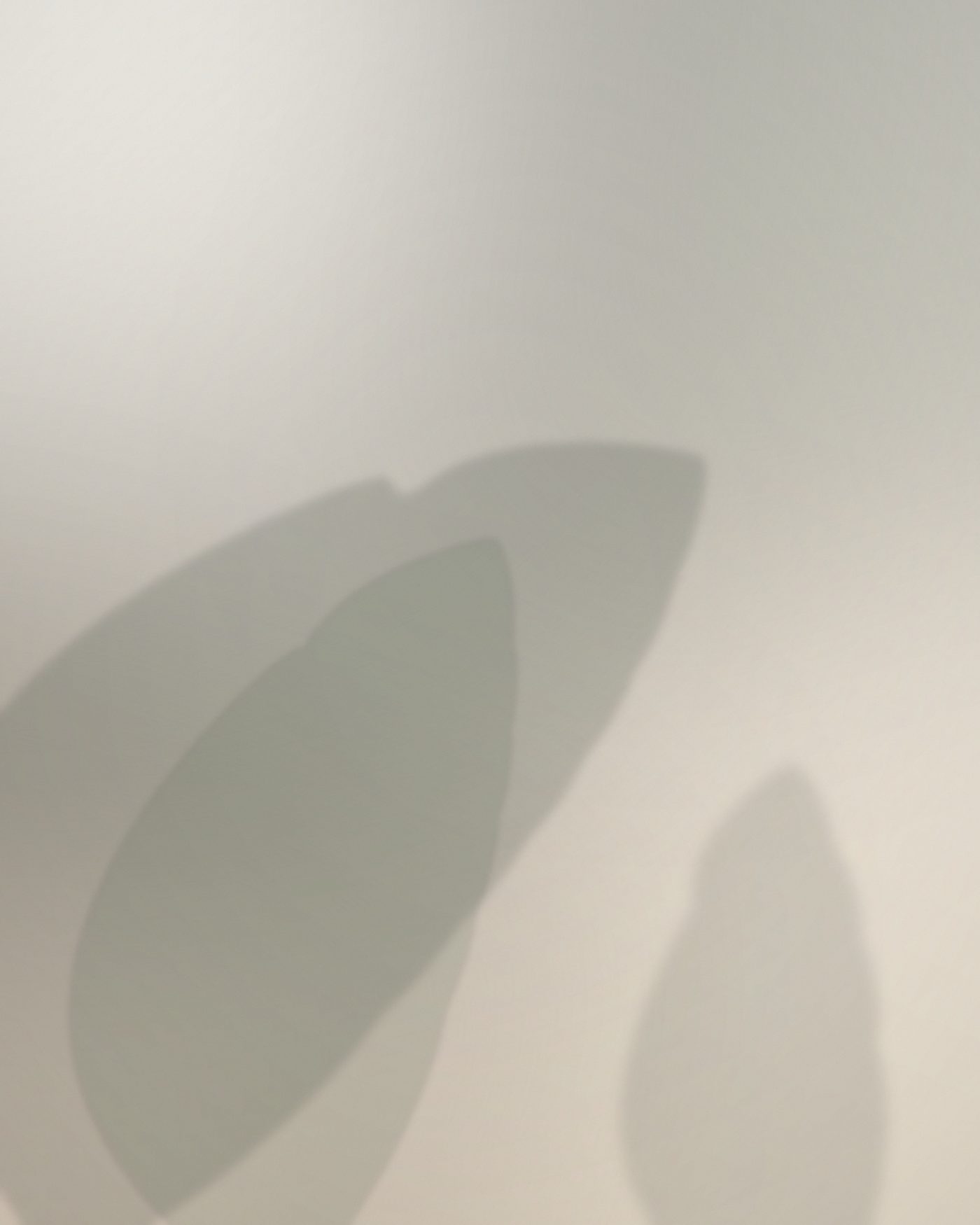 Soft botanical shadows across a plaster wall